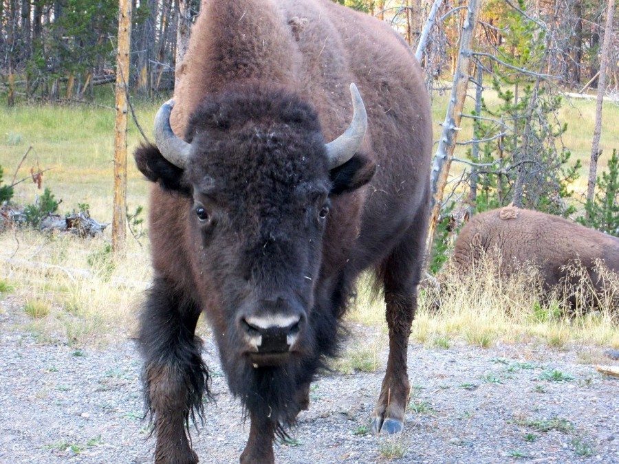 Backcountry Animal Attacks That Happened Without a Selfie