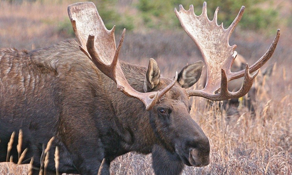 A Backcountry Guide to Hiking Alaska