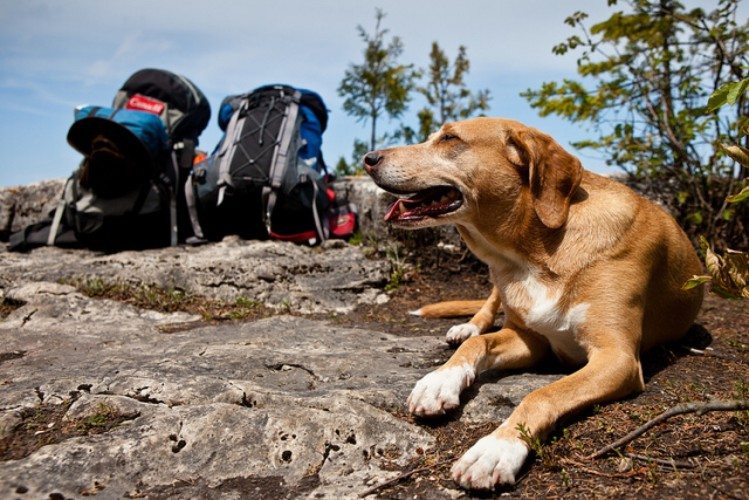 The 7 Best Backpacking Spots to Bring Dogs