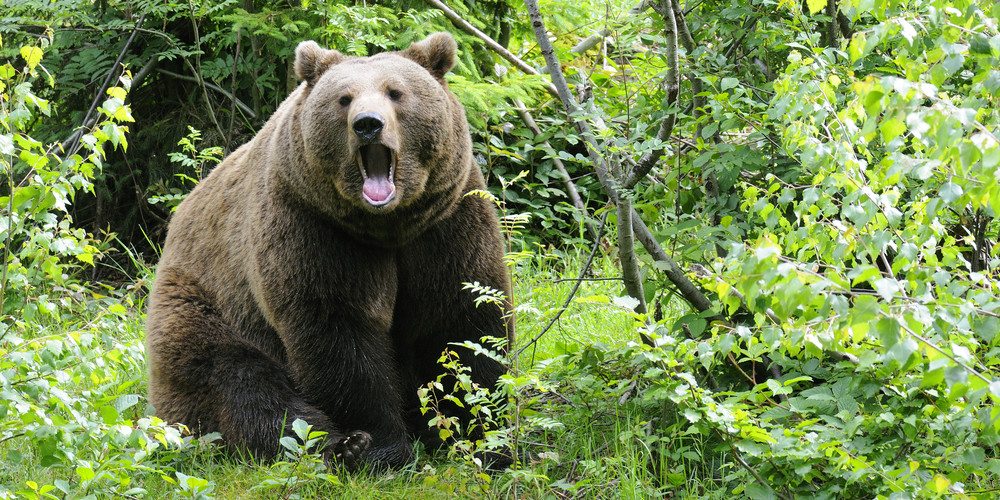 Hiking in Bear Country: Tips to Stay Safe