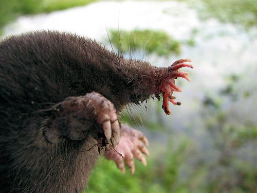 8 Strange Animals of North America