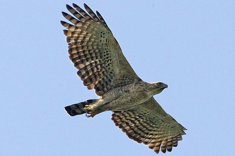 6 Gorgeous Places to Birdwatch in North America