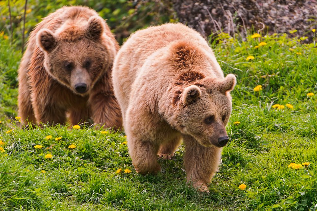 6 Times Bear Spray Went Very Wrong