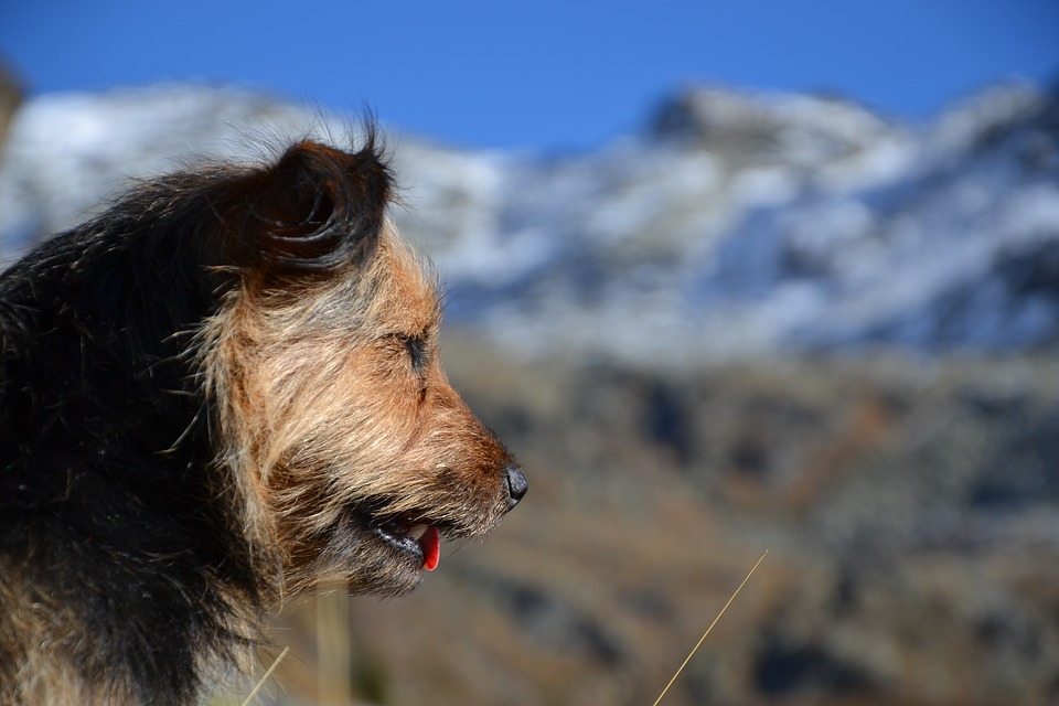 The Perfect Gear for Hiking with Your Dog this Fall