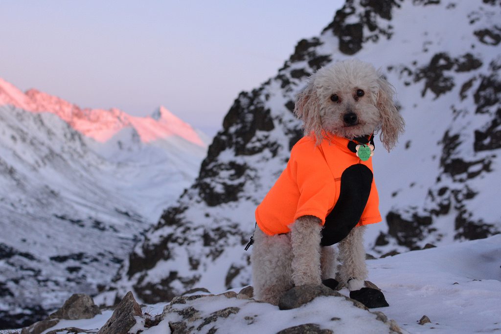 Take Your Dog Winter Camping with These Amazing Items