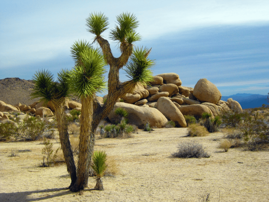 Best Hikes in Coachella Valley